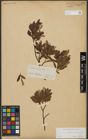 Foto von Salix waldsteiniana Willd.